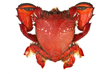Spanner Crabs