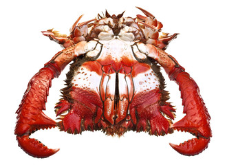 Spanner Crabs