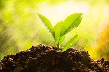 planting tree, sprout