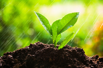 planting tree, sprout