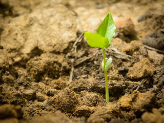 Green sprout growing from seed