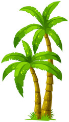 Naklejka premium Two palm trees