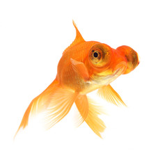 Goldfish on a white background © Mirek Kijewski