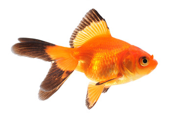 Goldfish on a white background
