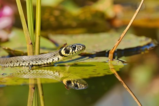 Grass Snake (Natrix natrix) an insect on the head