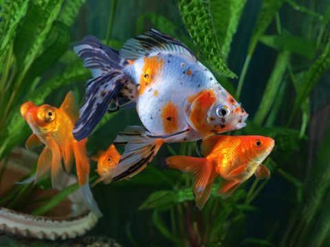 Goldfish, aquarium, a group of fish