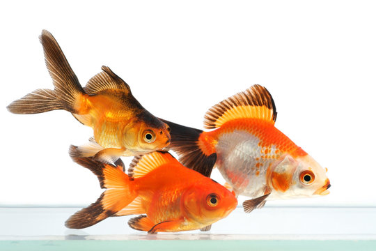 Goldfish, group of fish on a white background