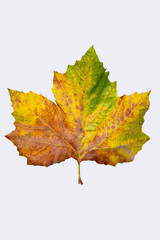 Fototapeta premium autumnleaf