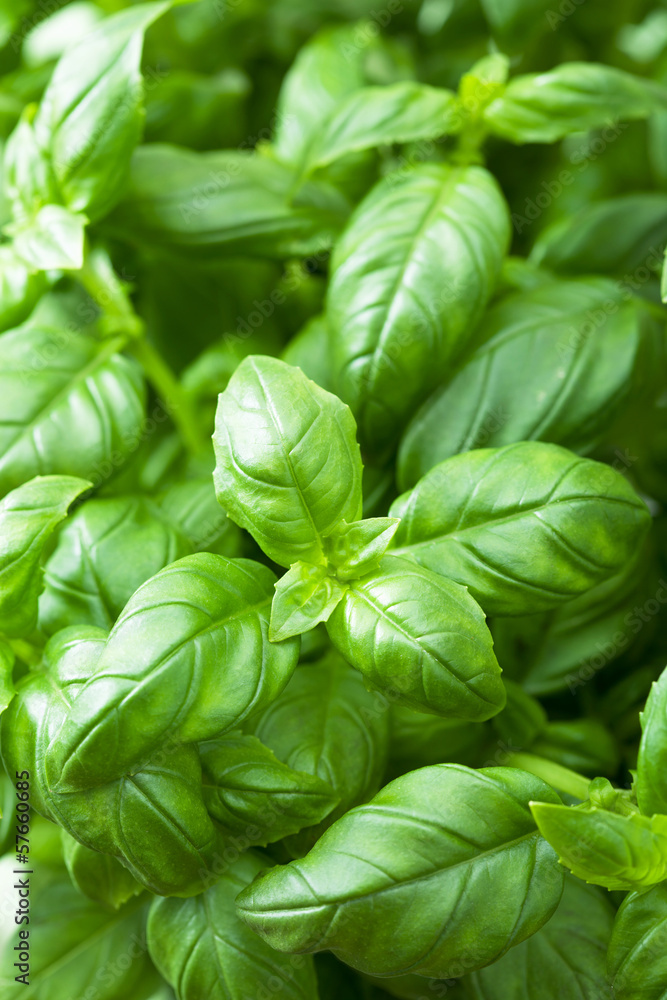 Canvas Prints fresh basil leaves