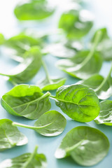 baby spinach leaves over blue background