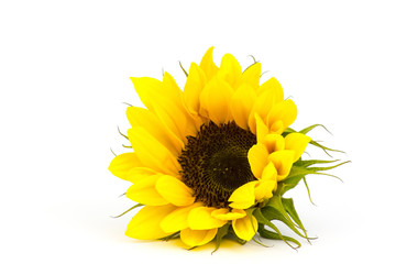 Obraz premium sunflower on white background (Helianthus)