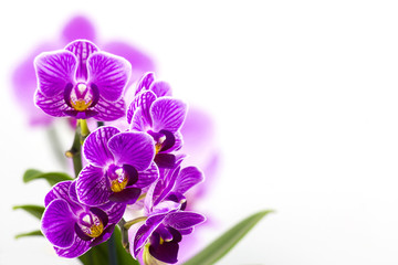 Fototapeta na wymiar Piękne różowa orchidea - phalaenopsis