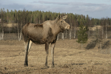 Fototapeta premium European moose, Alces alces machlis