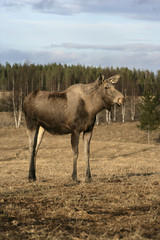 Naklejka na ściany i meble European moose, Alces alces machlis