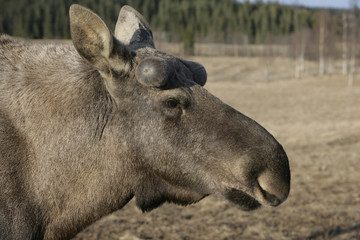 Fototapeta premium European moose, Alces alces machlis