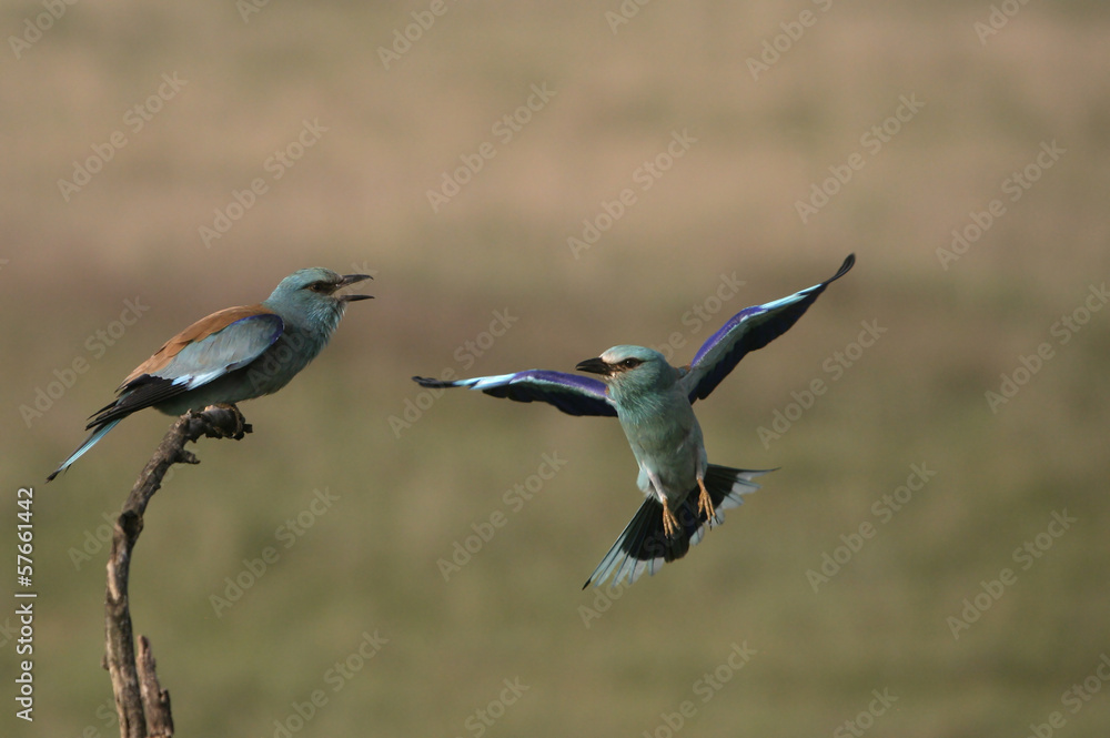 Poster European roller, Coracias garrulus,