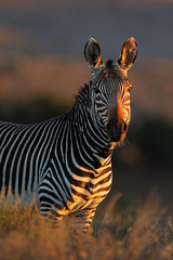 Cape Mountain Zebra portrait © EcoView