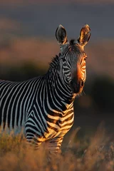 Tuinposter Cape Mountain Zebra portrait © EcoView