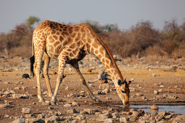 Giraffe drinking water, Etosha National Park