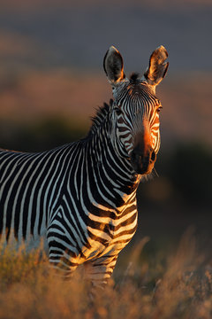 Fototapeta Cape Mountain Zebra portrait