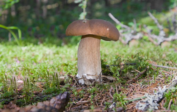 Cep Mushroom Growing in Forest. Boletus