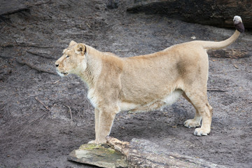 Female Lion Looking for Prey