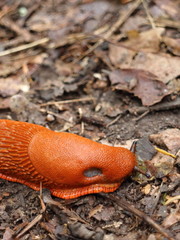 Nacktschnecke