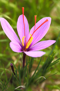 Saffron flower on the field