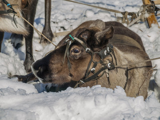 decoration for domesticated reindeer