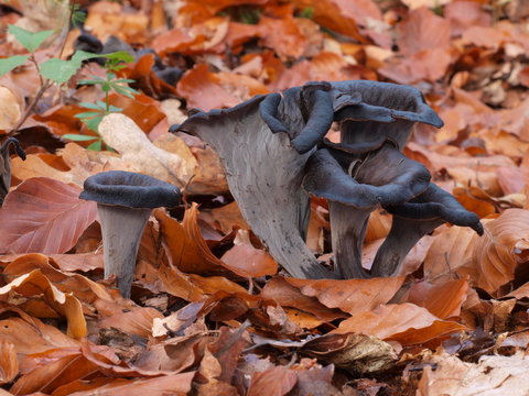 Herbsttrompete, Totentrompete