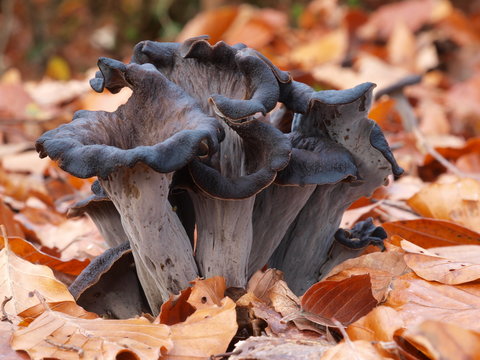 Herbsttrompete, Totentrompete