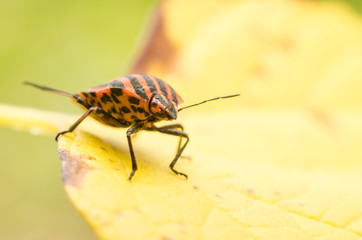 Shield Bug Or Stink Bug Insect Macro