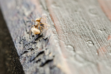 Small Brown Ant Worker Carry Food To The Colony