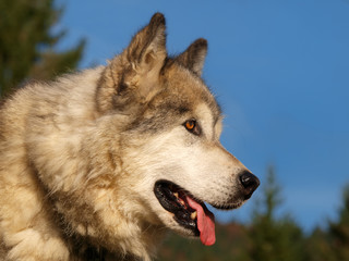 Portrait de chien de traîneau