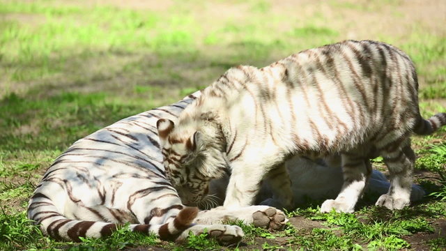 Resting white tigress refuses to feed her cub.