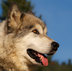 Portrait de chien de traîneau