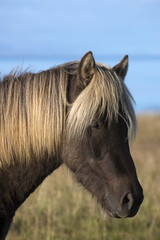 horse-iceland