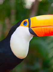 Fototapeta premium Colorful tucan