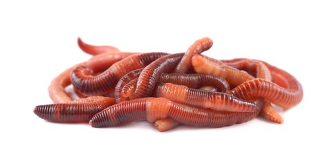 Fishing, live bait, red worm Dendrobena © Mirek Kijewski