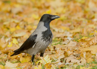 Hooded Crow in the autumn leaves