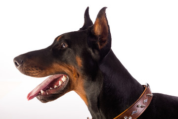 Great doberman dog