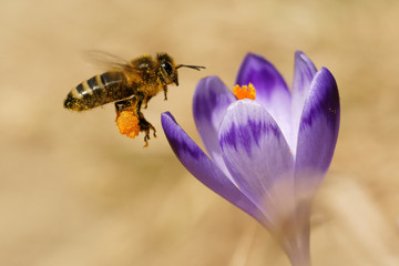 Honeybees (Apis mellifera), bees flying over the crocuses