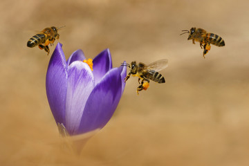 Honeybees (Apis mellifera), bees flying over the crocuses