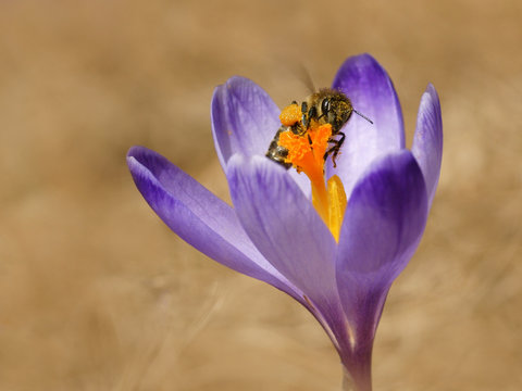 Honeybees (Apis mellifera), bees in the crocuses in the spring