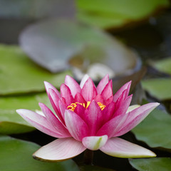 Pink water lily