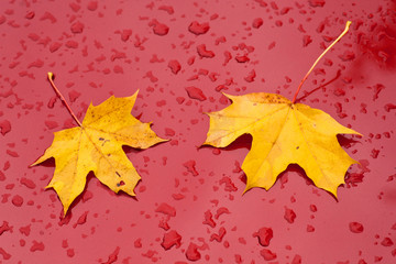 part of red car with raindrops and two leaves