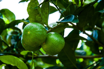 Green lemon on tree