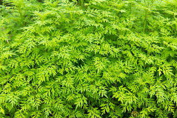 Leaves plant , background.
