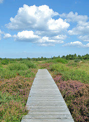 Obraz premium im Naturpark Hohes Venn in der Eifel nahe Monschau