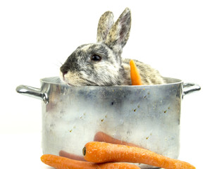 rabbit in the cooking pot